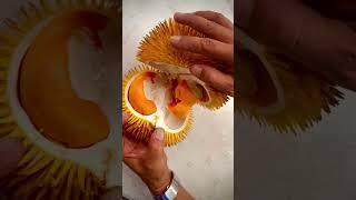 Wild durian of Borneo