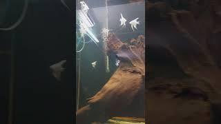 Can you guess the name of this fish #dehradunzoo #fish #aquariumfish #shorts #trending #viral #fun
