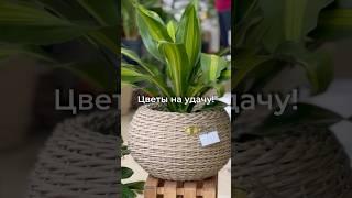 Какой цветок выбрать?#комнатныерастения #дизайнинтерьера #суккуленты #цветынаподоконнике