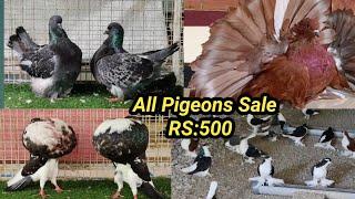 Pigeon video | Kabutar Video | kolkata Pigeons Farming | Pigeon Sale Video | Kabutar Sale Video