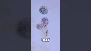 The Animal That Can Regrow Its Brain #Shorts #Facts #DidYouKnow #QuickFacts