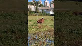 Crested Caracara Rides A Capybara