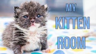 Sneak Peek Inside My Kitten Nursery!