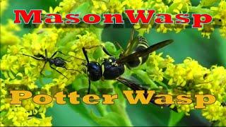 Potter Wasp aka Mason Wasp