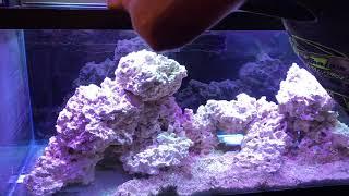 Adding sand and water to the 75 gallon reef tank