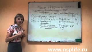 Эндокринная система .Щитовидная железа и препараты NSP