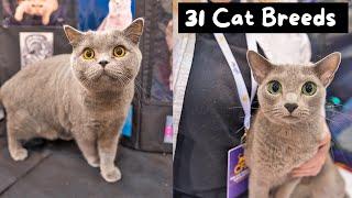 Meet Every Cat Breed at the Largest Cat Show in the World (CFA International 2024) | The Cat Butler