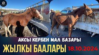 ЖЫЛКЫ  БААЛАРЫ | 2-ТАЙ ТАЛАШ БОЛУП | АКСЫ, Кербен 18.10.24