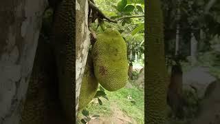 #jackfruit#spice garden#seychelles#shorts#ytshorts#viral