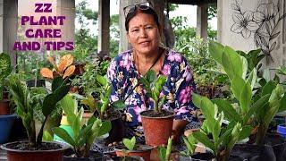 ZZ Plant Care and Tips I Pabitra Garden
