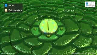 Transportation in Plants