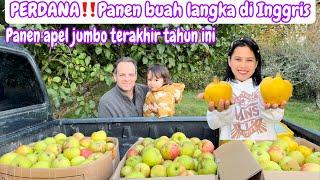 PERDANA‼️PANEN BUAH LANGKA Dİ INGGRIS || PANEN SISA APEL JUMBO UNTUK DI BAWA KE PENGEJUSAN