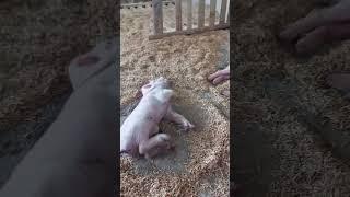 what happen to her? #piggeryfarming