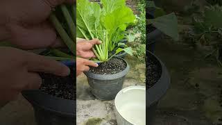 Harvesting mustard greens in a pot