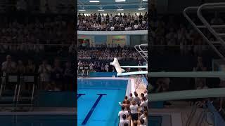 Cats participate in the Olympics in jumping and swimming  #explore #relax #relaxing #trending