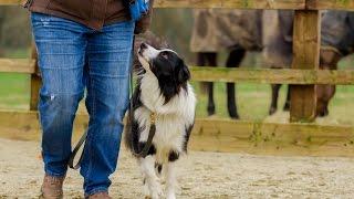 Dexter - Border Collie - 3 Week Residential Dog Training at Adolescent Dogs