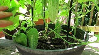 5+ Tips for Growing Cucumbers in Containers: Epsom Salt, Feeding, Dusts, Sprays & More