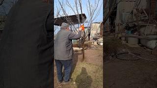 Spring Orchard Spraying with Copper Sulphate — Instructions, Tips & Results