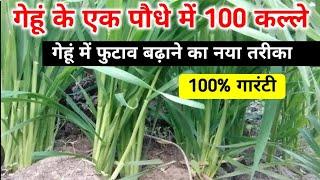 गेहूं में फुटाव बढ़ाने का नया तरीका  एक पौधे में 100 कल्ले निकलेंगे / Gehu me kalle kaise badhaye