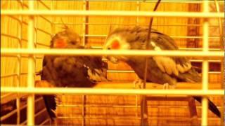 My Cockatiels.wmv