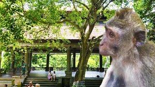 The Sacred Monkey Forest 4K Ubud Bali