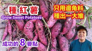 8 Tips How to Grow many Sweet Potatoes in One Container