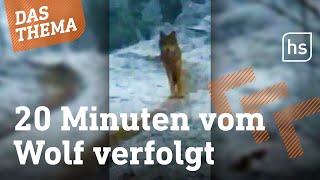 Greifenstein: Wolf verfolgt Reiterinnen im Wald | hessenschau DAS THEMA