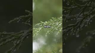 Weather Secrets: Nature's Warning Signs