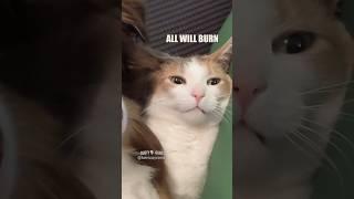 Catemplation : hercozycrew/ iamgooseontheloose/ rags_to_riches_animalrescue/ my.jerk.cats #shorts