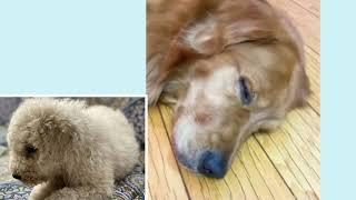 You will laugh at these DOGs! 