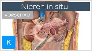 Nieren in situ (Vorschau) - Anatomie des Menschen | Kenhub