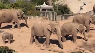 Asian elephants at Chester Zoo... Look out for the baby! 