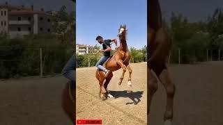 WhatsApp Horse Status