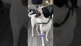 Trying to Trade Him a Rock for Treats! RxCKSTxR Comedy Voiceover