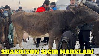 SHAXRIXON XOLDONBEK MOL BOZORI SIGIR VA BOʻGʻOZ NARXLARI 24.12.2024.