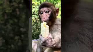 Monkey Кушает Нереально Прикольно 