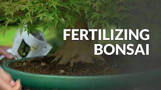 How to Fertilize a Bonsai tree