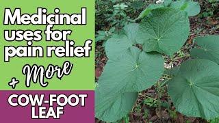 Natural PAIN RELIEVER + more / COW-FOOT HERB / Earth's Medicine