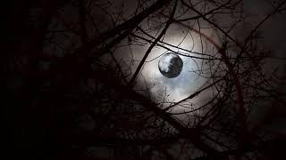 Видеофон полная луна проглядывает сквозь  деревья/Videophone full moon peeks through tree branches