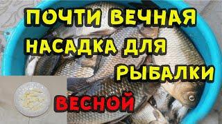 Почти вечная насадка для рыбалки весной