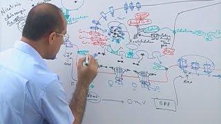 Neuromuscular Junction | Structure , Function & Diseases🩺