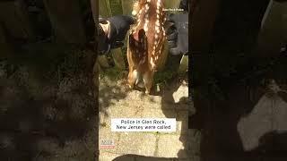 Baby Deer Cries After Getting Stuck in Fence #shorts