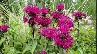 Monarda 'Bee True'