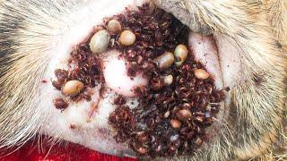 Protect Your Dog From Many Ticks Attacking - How We Can Remove All Ticks From Poor Dogs