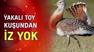 Toy kuşu avcılara kurban gitti