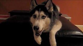 Talking Dog Says "I love you" - Mishka the Talking Husky