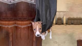 Dexter lay frozen like a broken toy—tail cut off, head bruised, softly whining in pain!