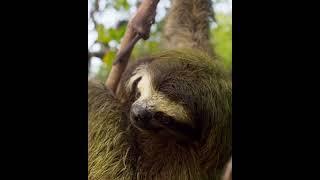 Sloth : The slowest mammal on the earth.