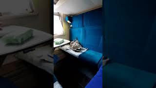 Енот Илюша колыхается в поезде