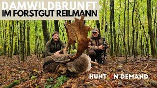 Damwildbrunft im Forstgut Reilmann 2023 – @hunterbrothersofficial Hunt on Demand Ausschnitt